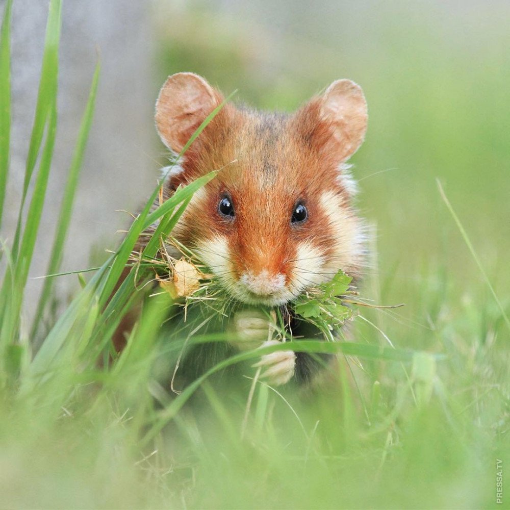 Лесной хомяк карбыш