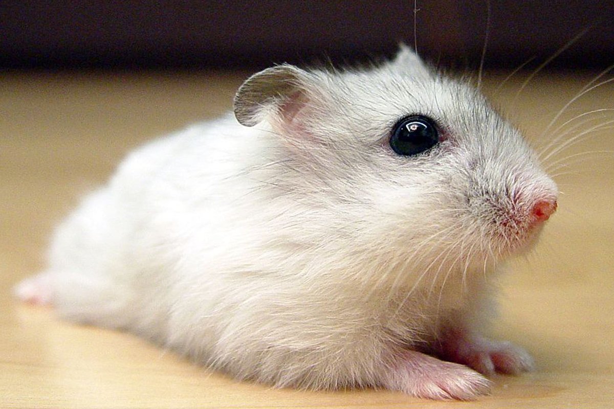 Хомяк Кэмпбелла белый