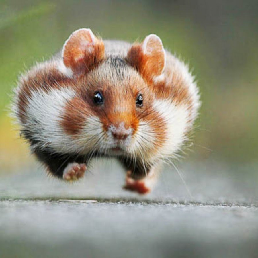 Забавные животные картинки