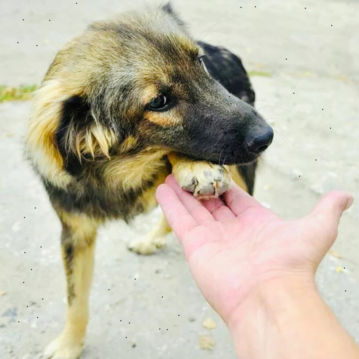 Бездомная дворняга