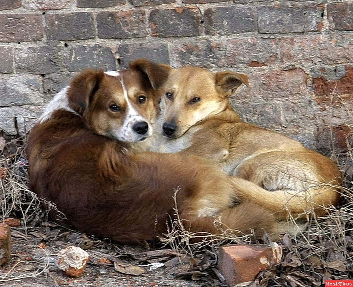 Красивые дворняги