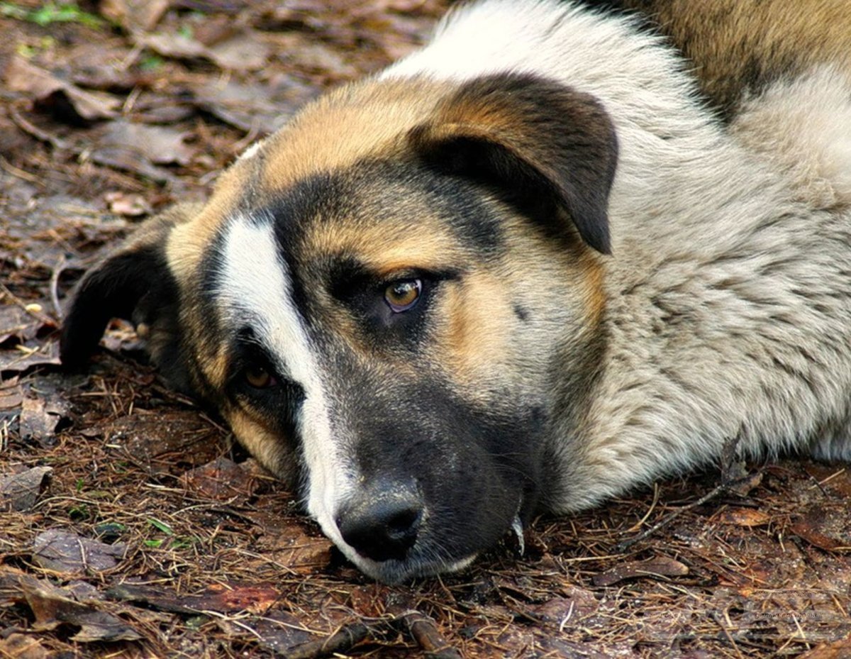 Бездомная дворняга