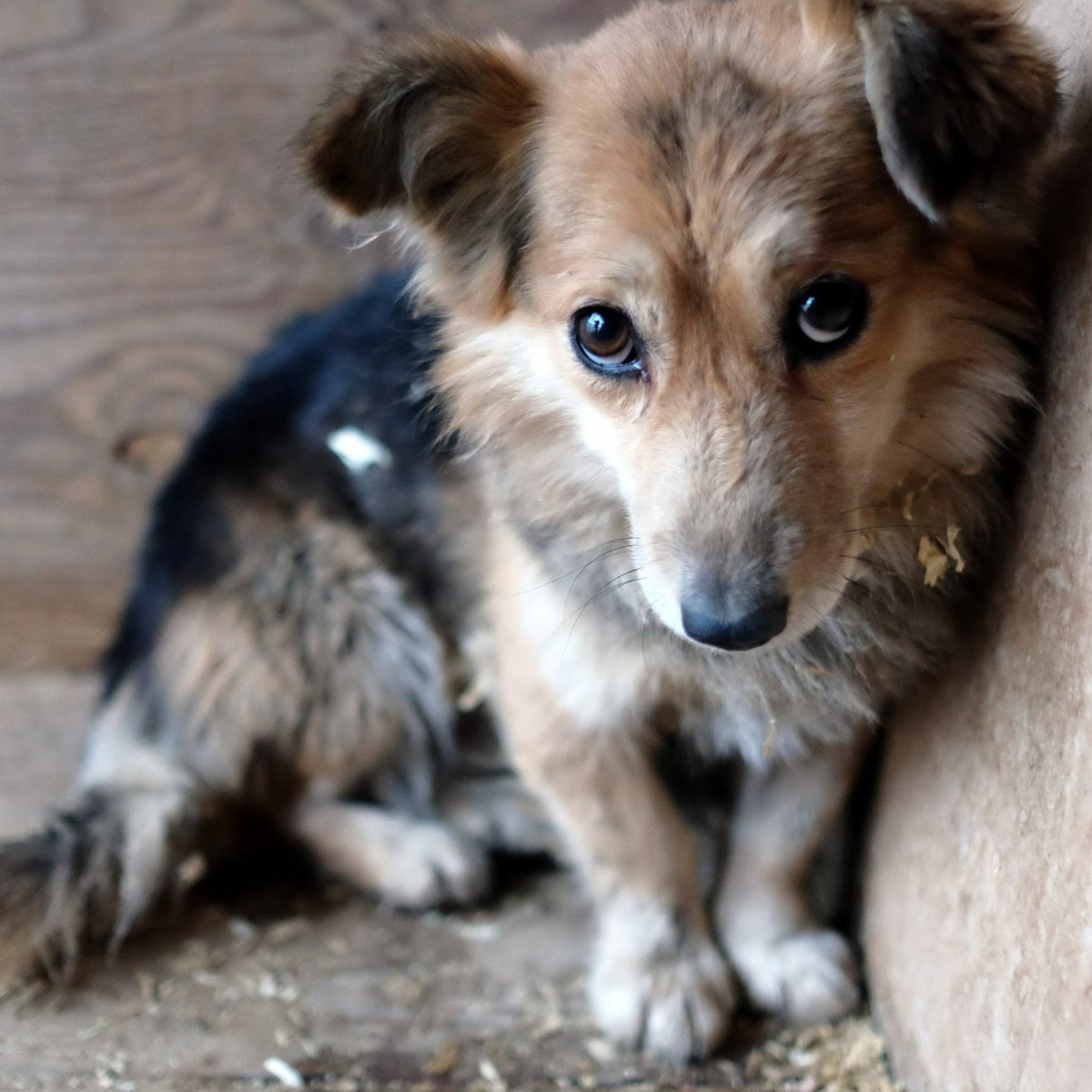 Маленькая собачка дворняжка беспородная собака