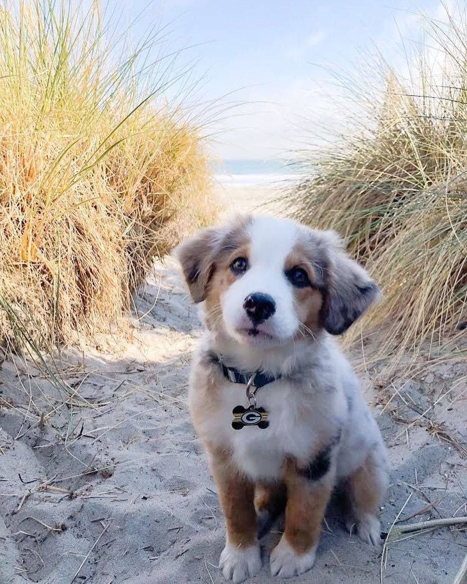 Милые дворняжки