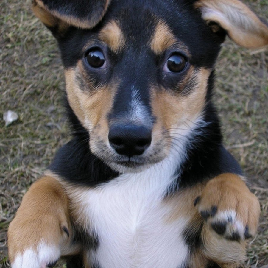 Трехцветная собака дворняга