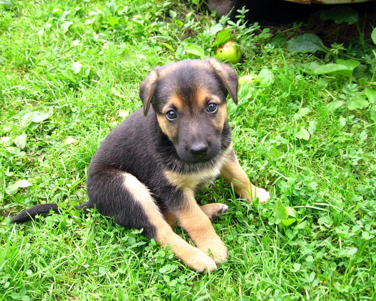 Маленькие щенки овчарки