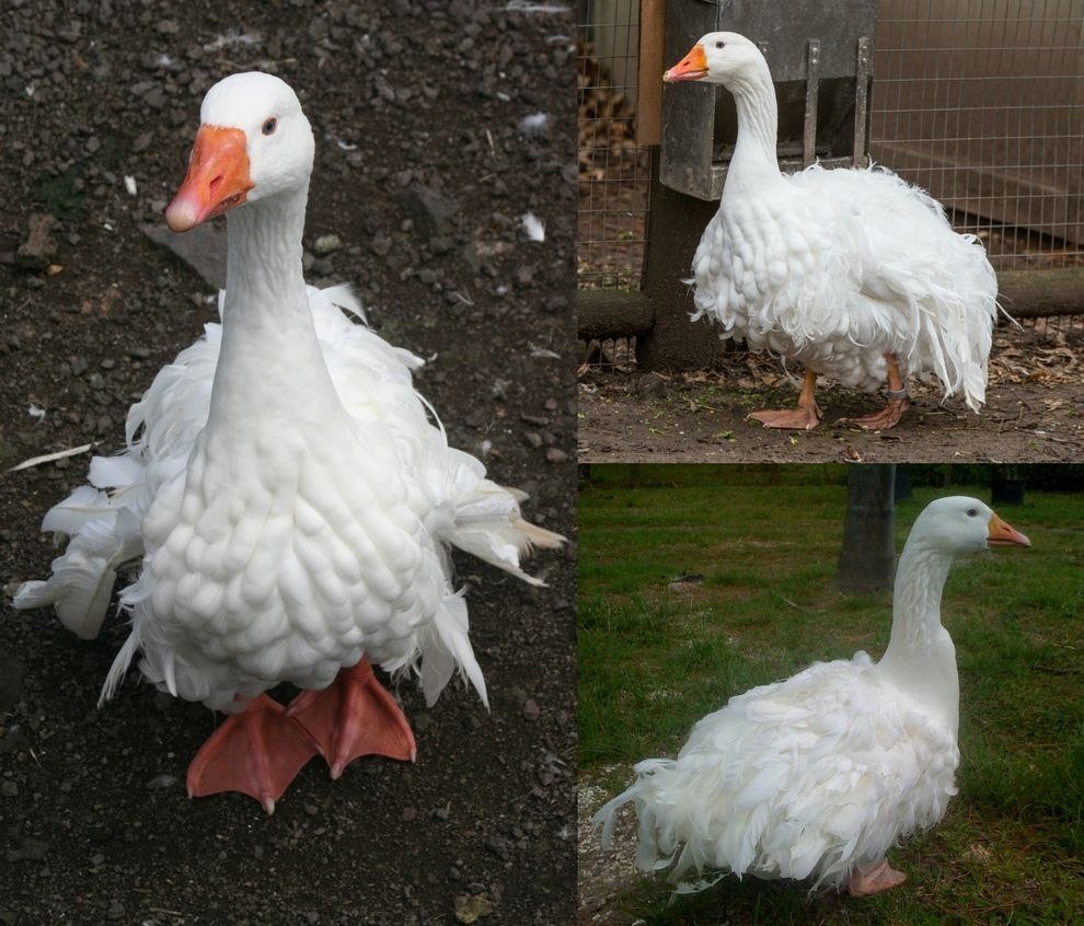 Курчавая порода гусей