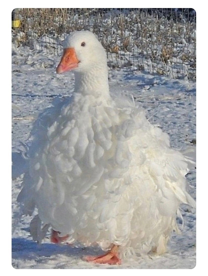 Курчавый Севастопольский Гусь