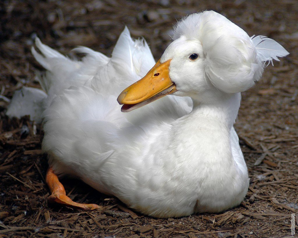 Утиное лицо