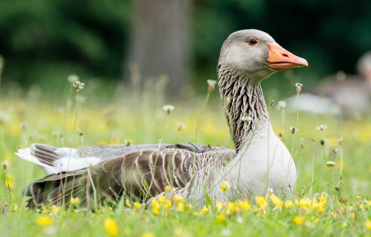 Курчавый ленточный Гусь