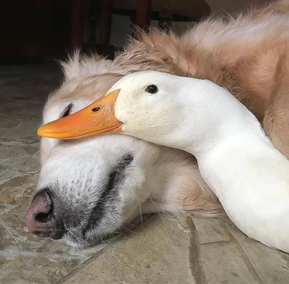 Важный Гусь