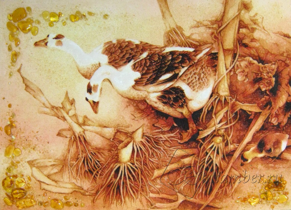 Гессен лебедь