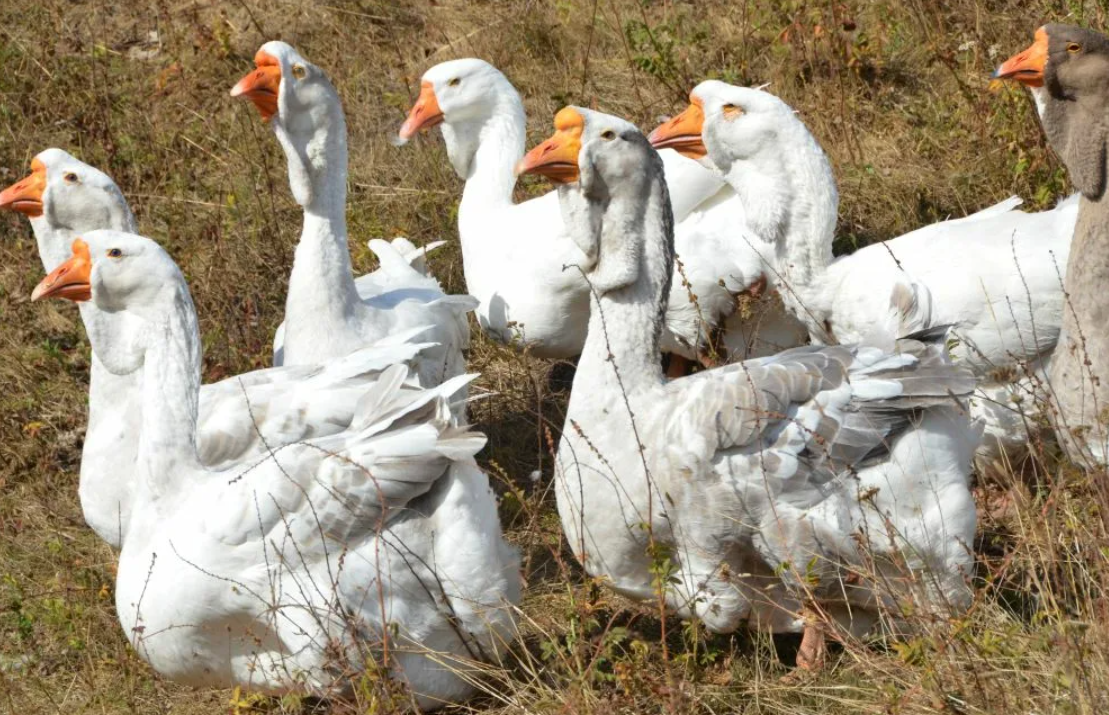 Гуси пасутся
