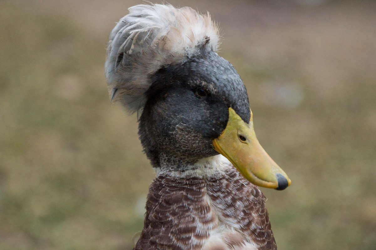 Утята черри Велли