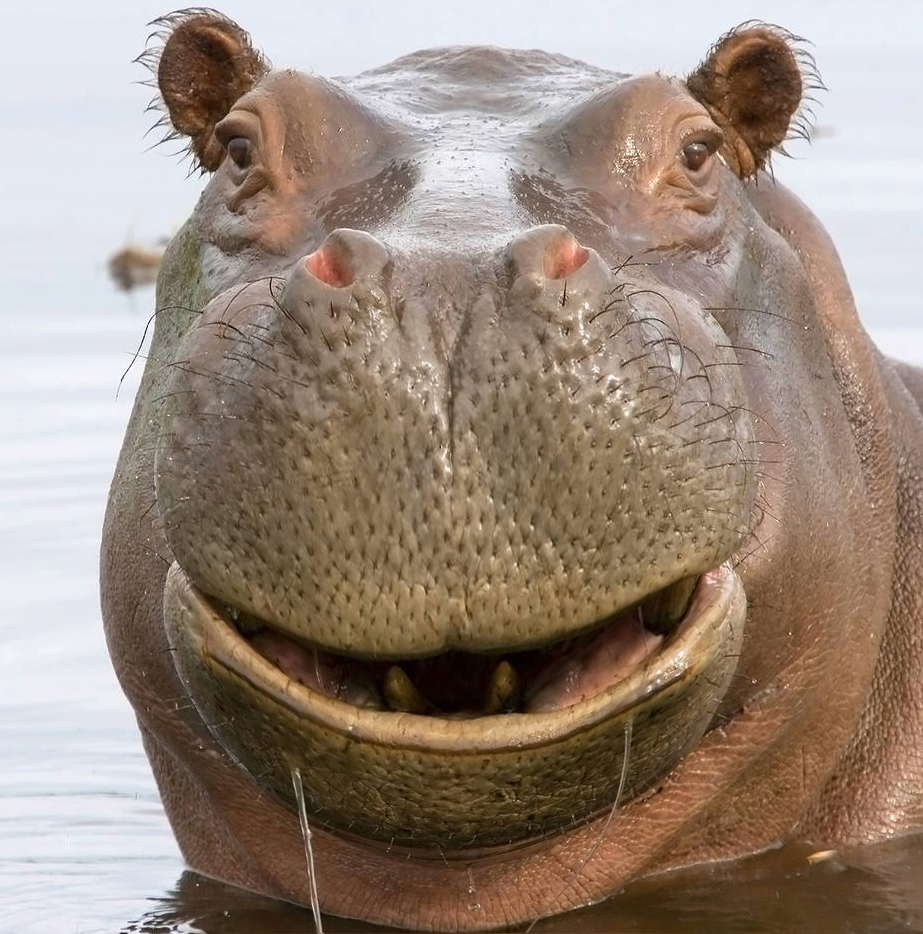 Бегемотиха Фиона