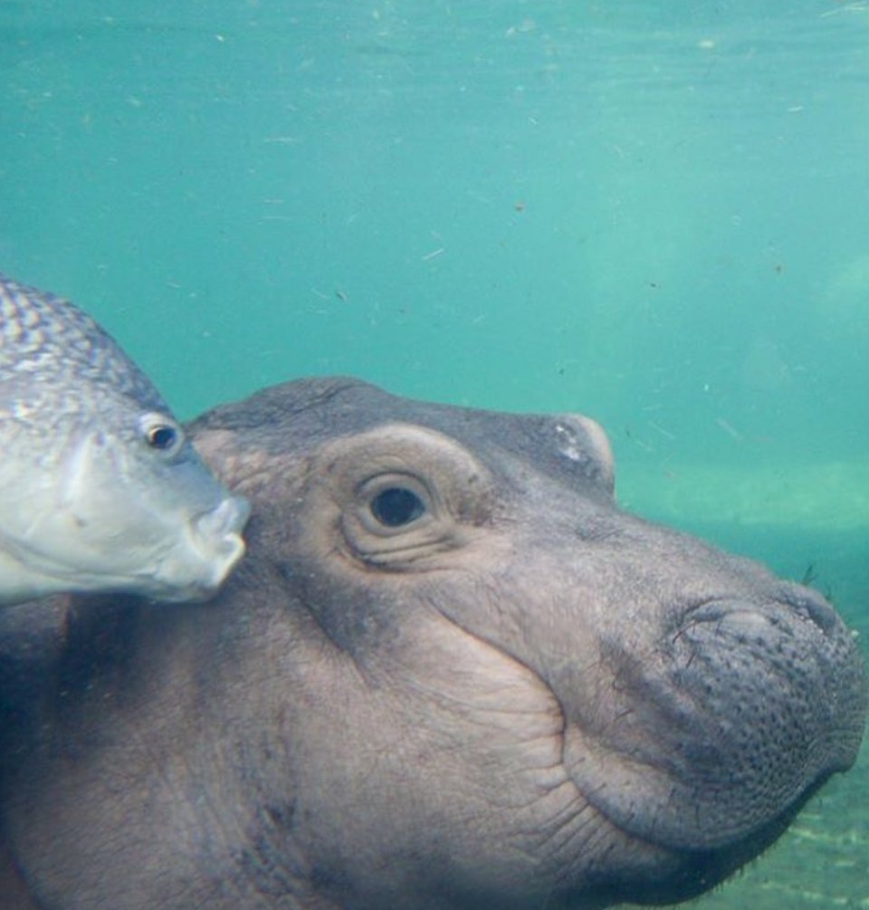 Голова бегемота