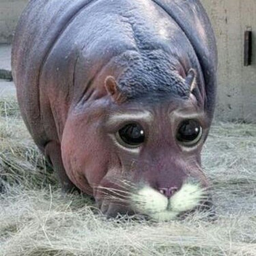 Морда бегемота