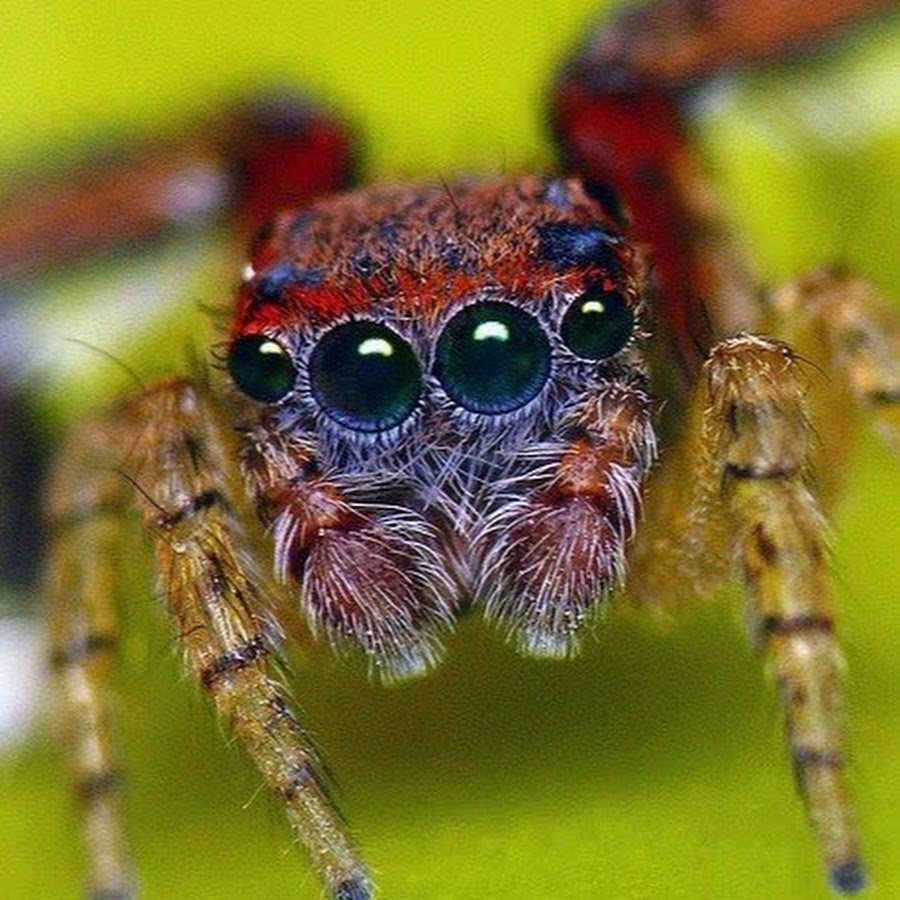 Ceratogyrus attonitifer