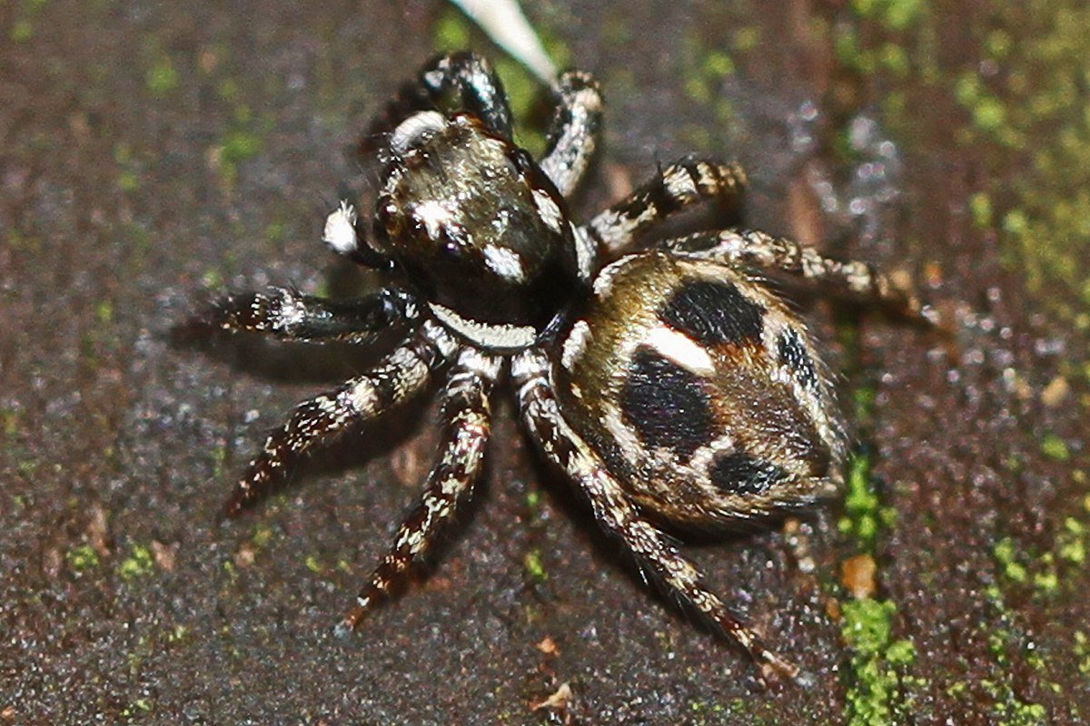 Выставка живых пауков «удивительный мир пауков»