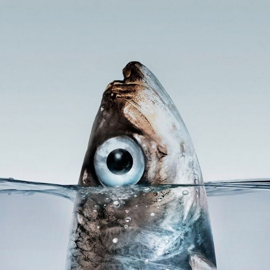 Махи махи корифена