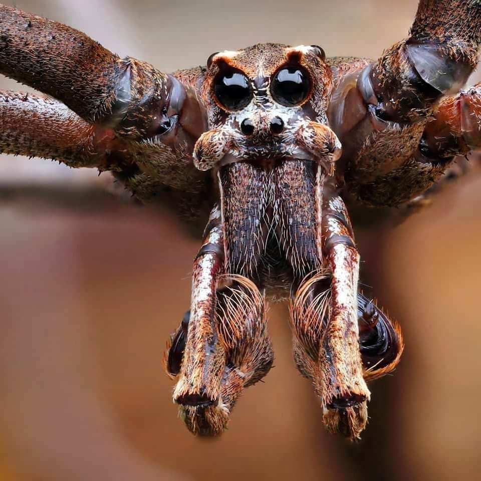 Эквадор банановый паук