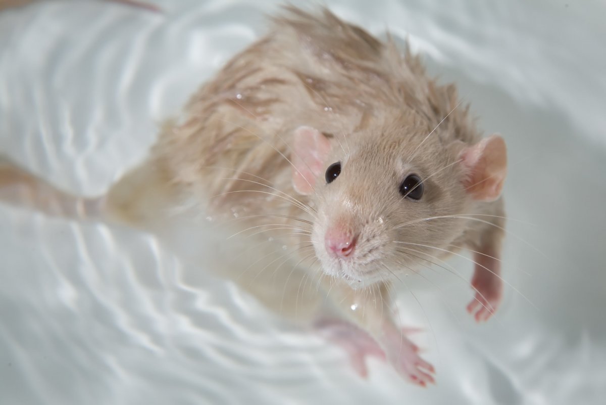 Мышь в воде. Крыса Дамбо. Мышка в ванной.