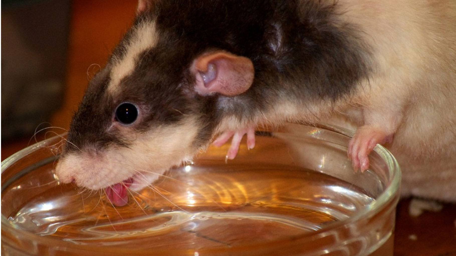 Мышь в воде. Мышь пьет. Мышь выпивает. Мышь пьет воду. Мыши напились.