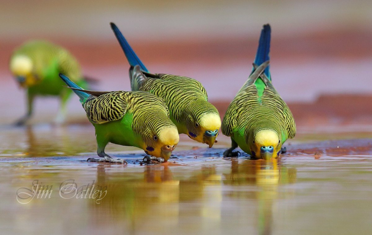 Австралия волнистые попугаи в дикой природе