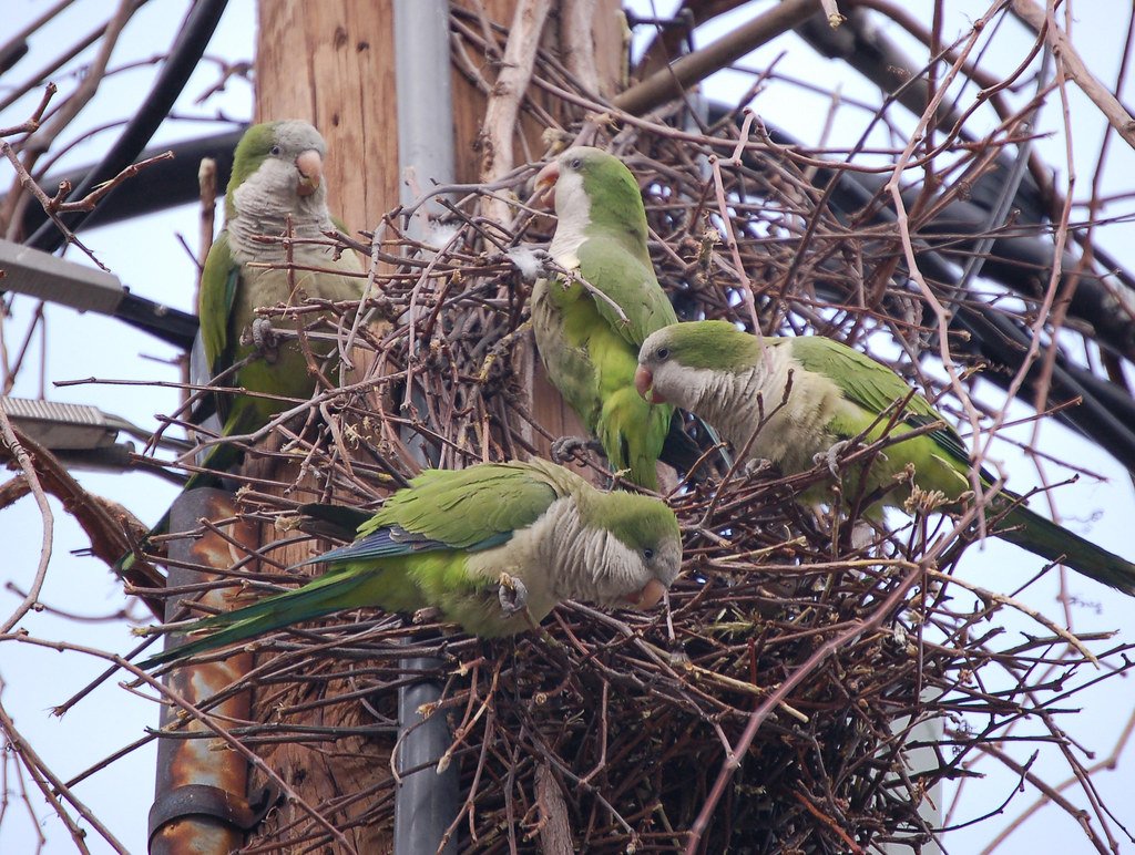 Гнездо волнистого попугая в дикой природе