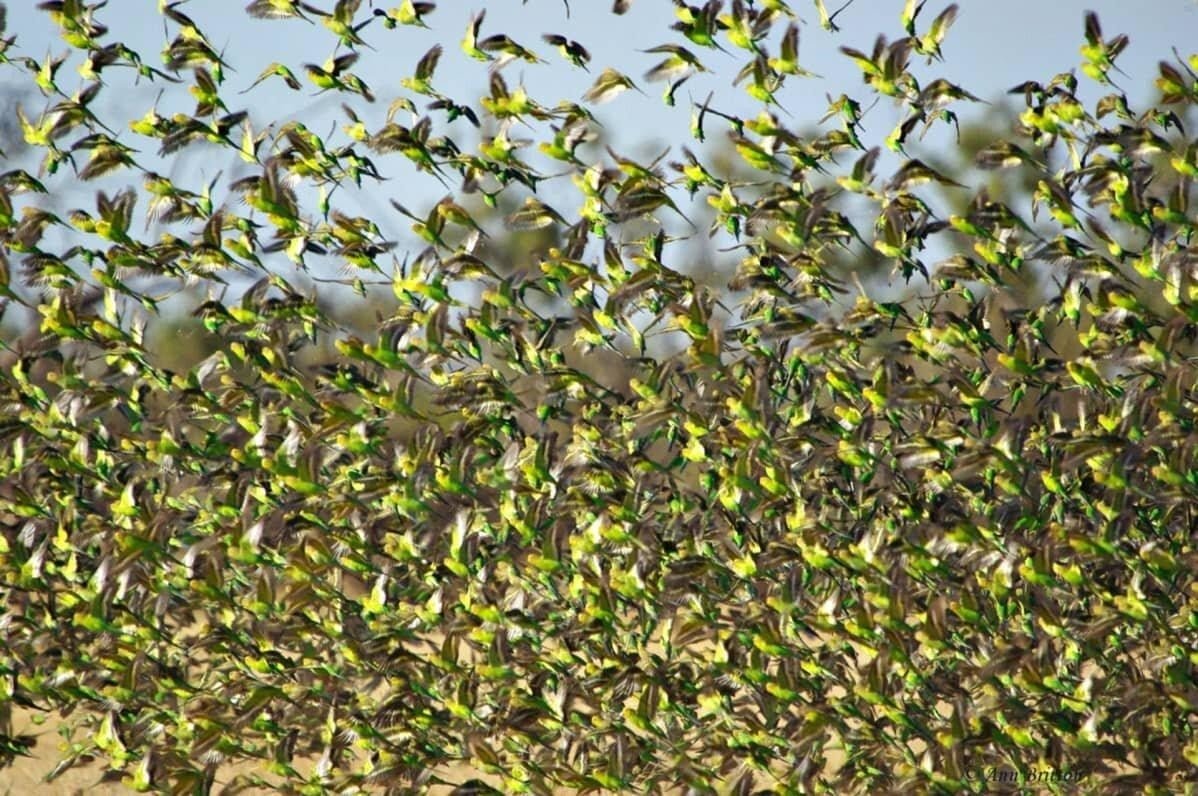 Волнистый попугайчик в дикой природе