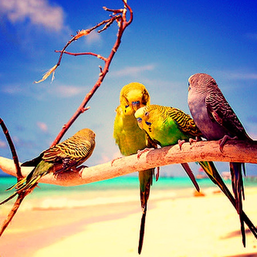 Родина волнистых попугайчиков