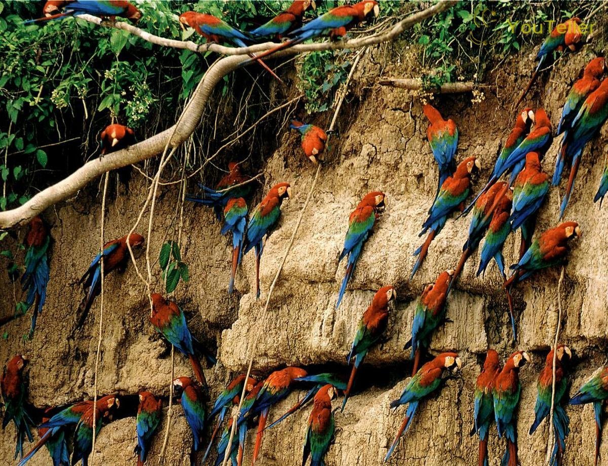 Пуэрто-Мальдонадо Перу попугаи