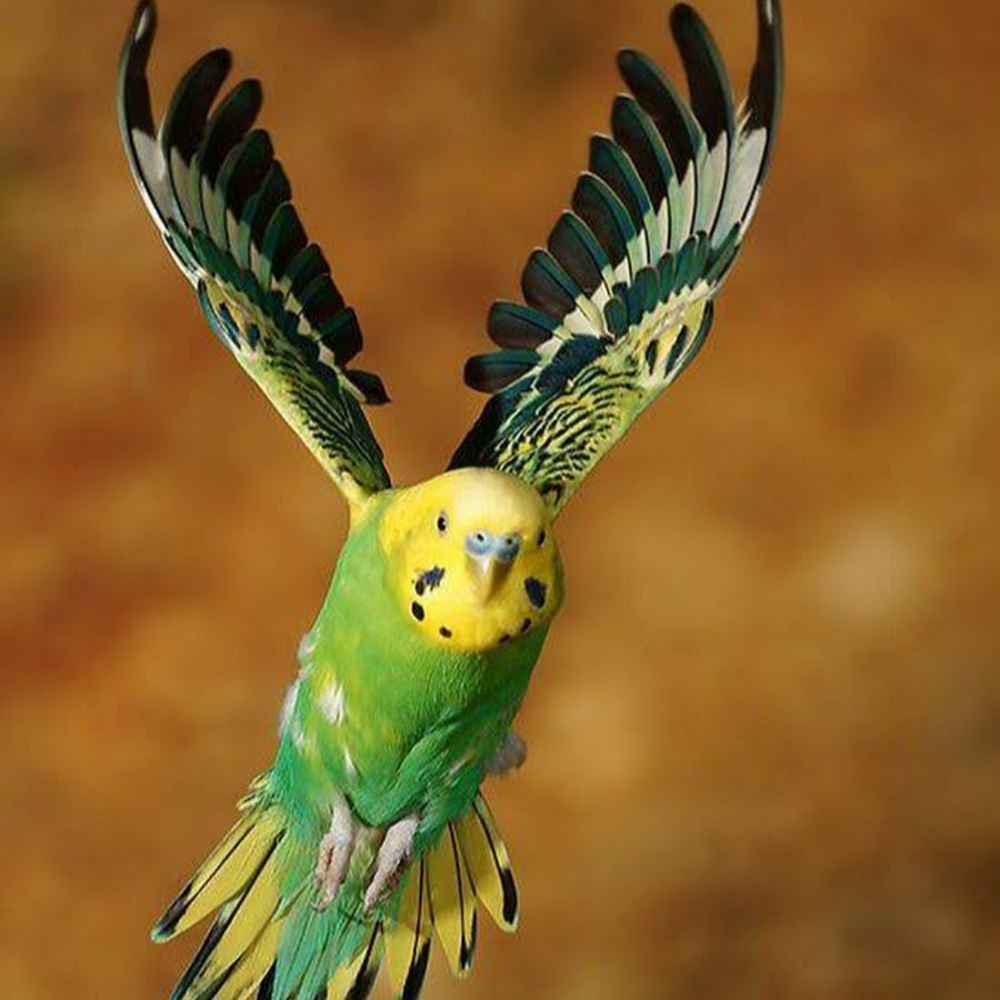 Волнистый попугай анфас