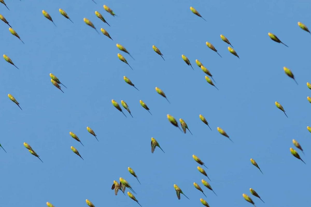 Стая волнистых попугаев в Австралии голубых