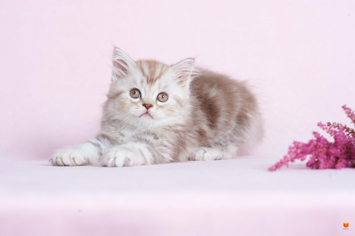 Шотландский хайленд страйт