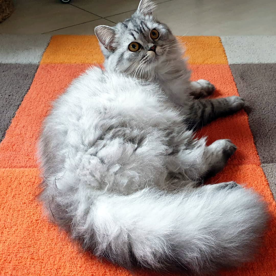 Шотландская кошка прямоухая длинношерстная