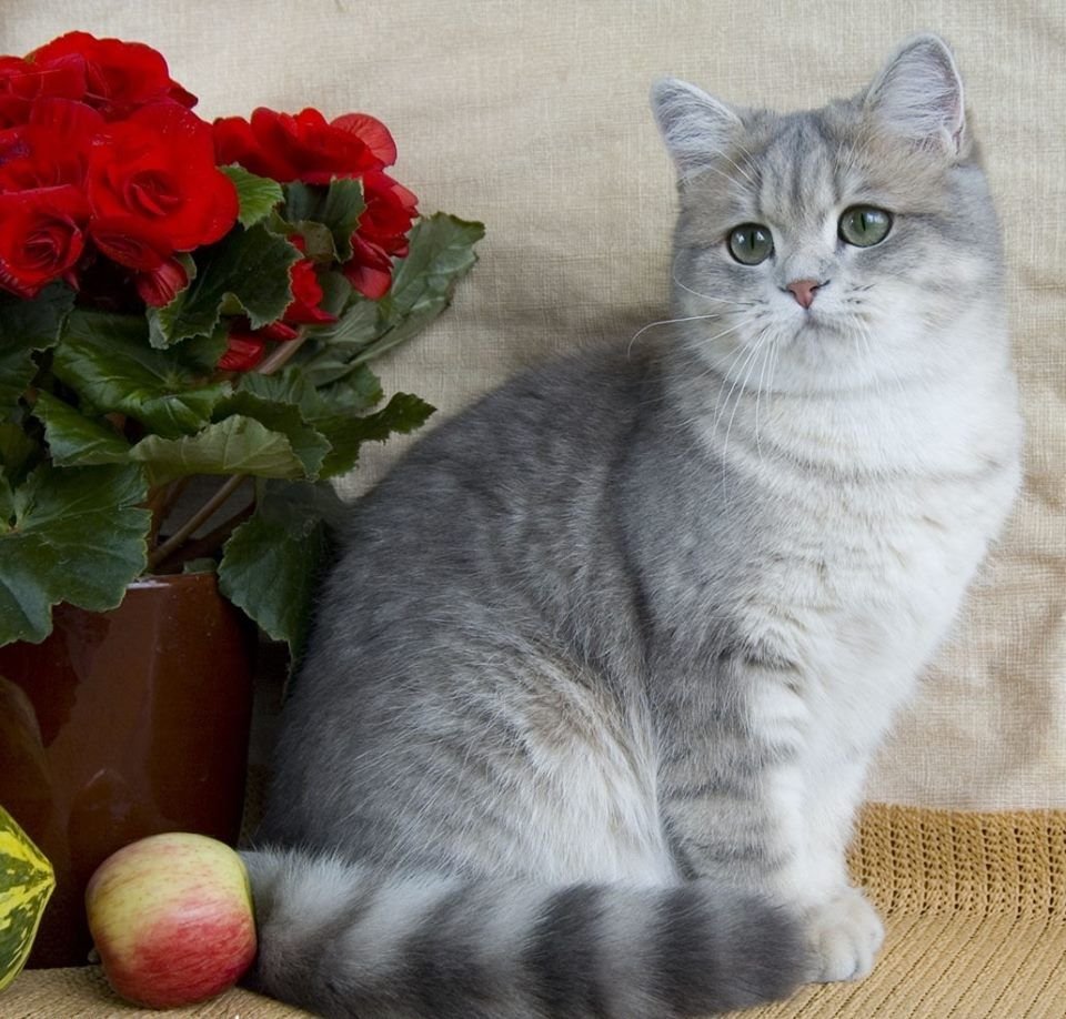 Британская мраморная шиншилла