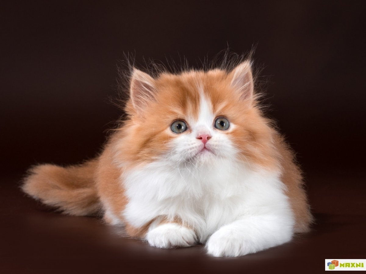 Кошки хайленд страйт рыжий