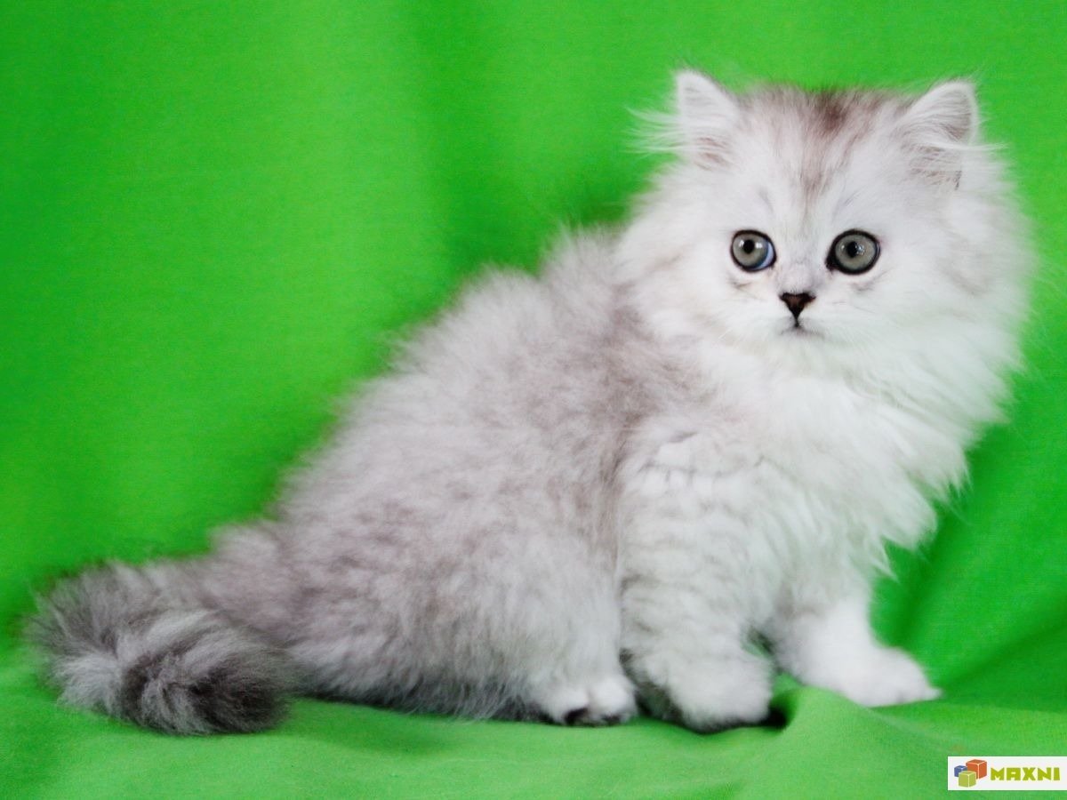 Серебристая шиншилла длинношерстная