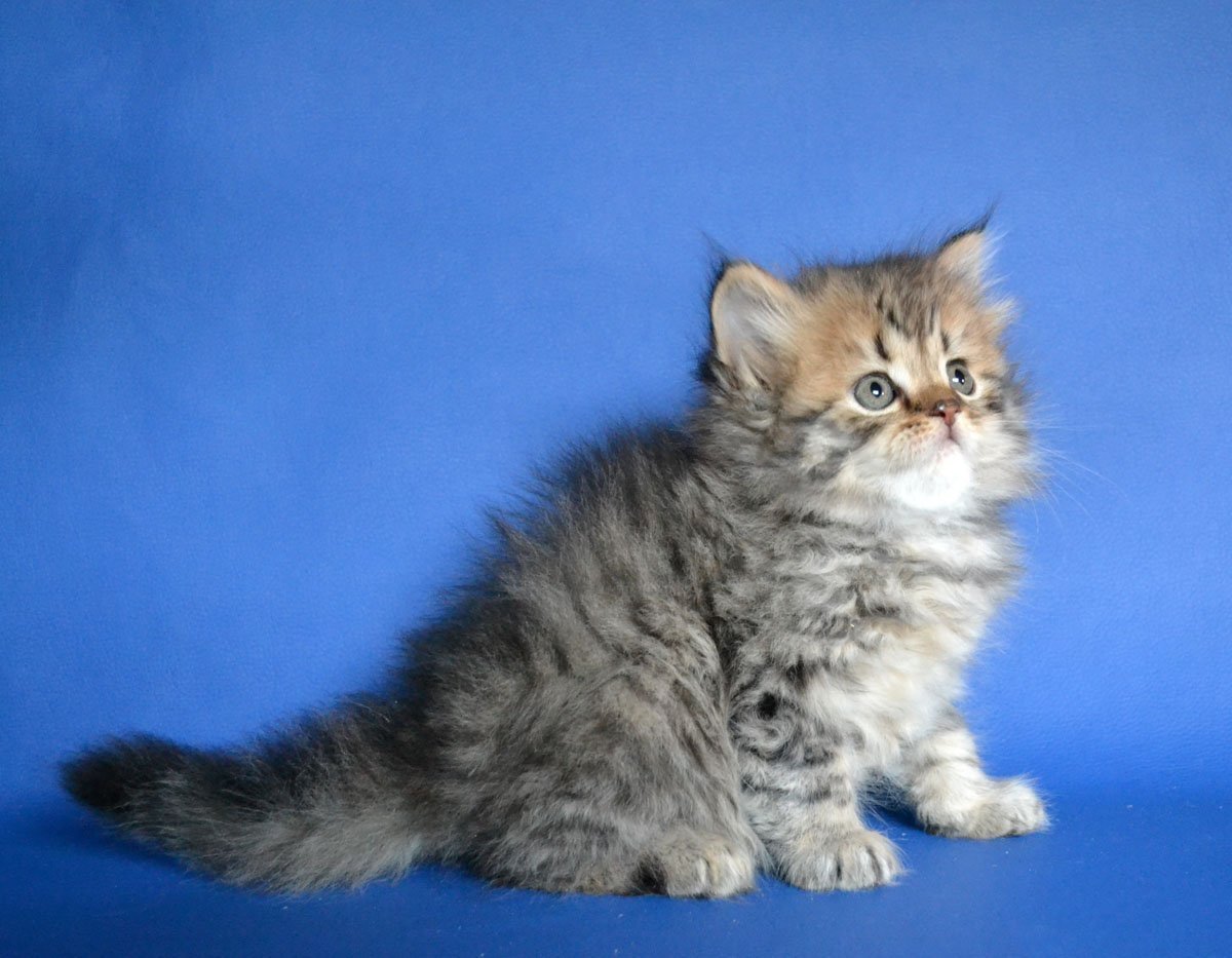 Шотландская кошка хайленд страйт