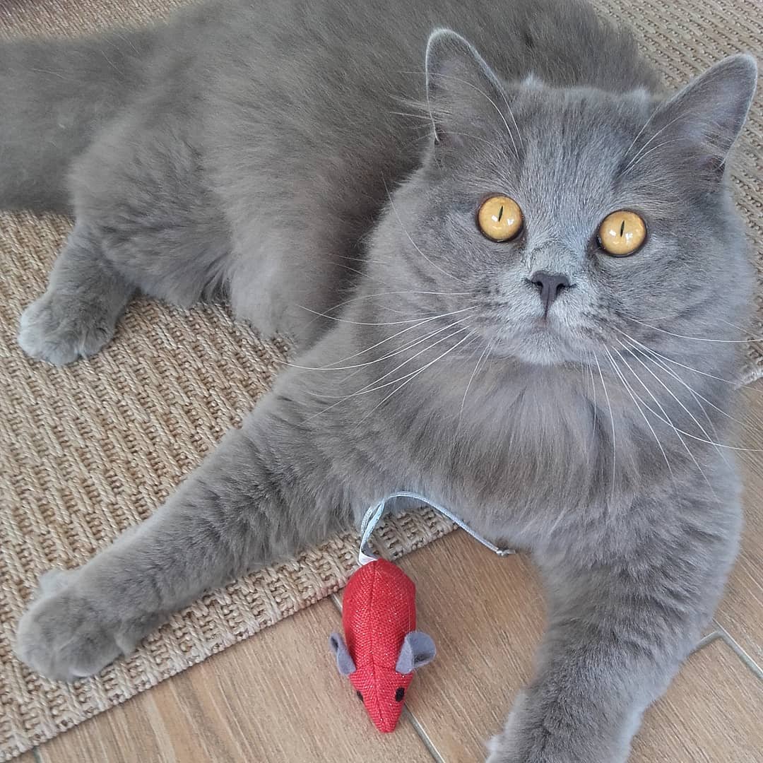 Шотландская кошка скоттиш страйт серая