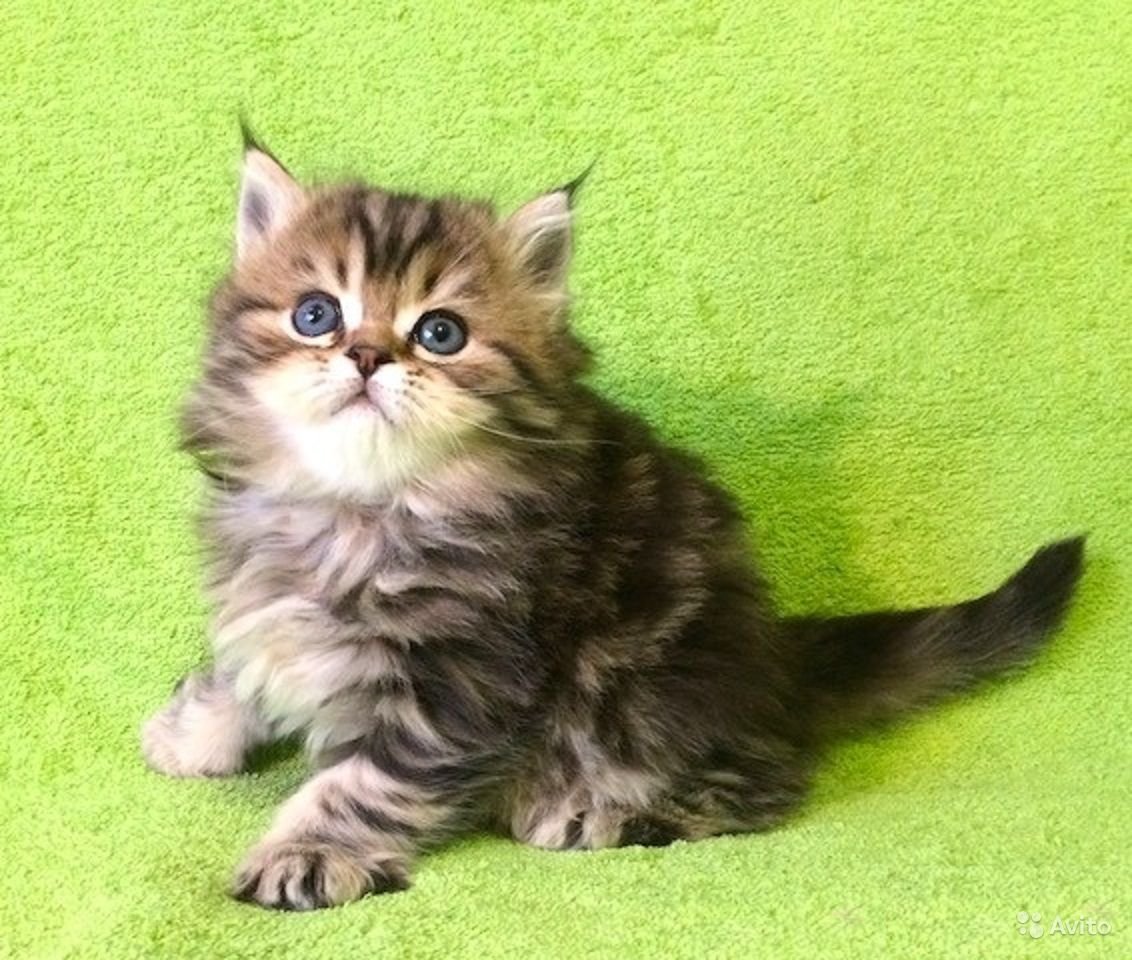 Шотландские котята хайленд страйт