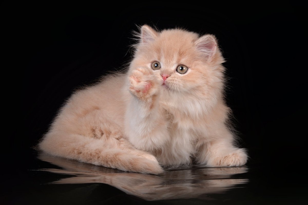 Шотландские котята хайленд страйт