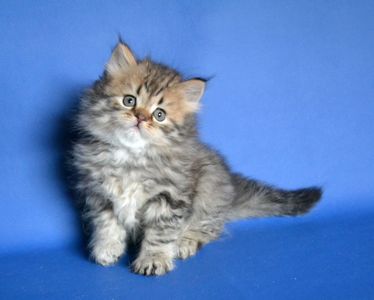 Шотландские котята хайленд страйт