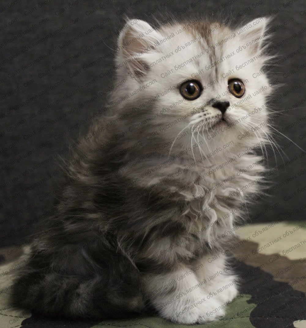 Шотландский хайленд страйт