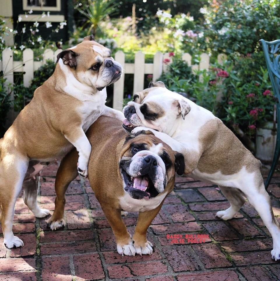 Пара милых щеночков