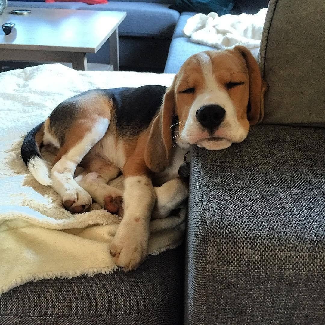 Французский бульдог и мороженое