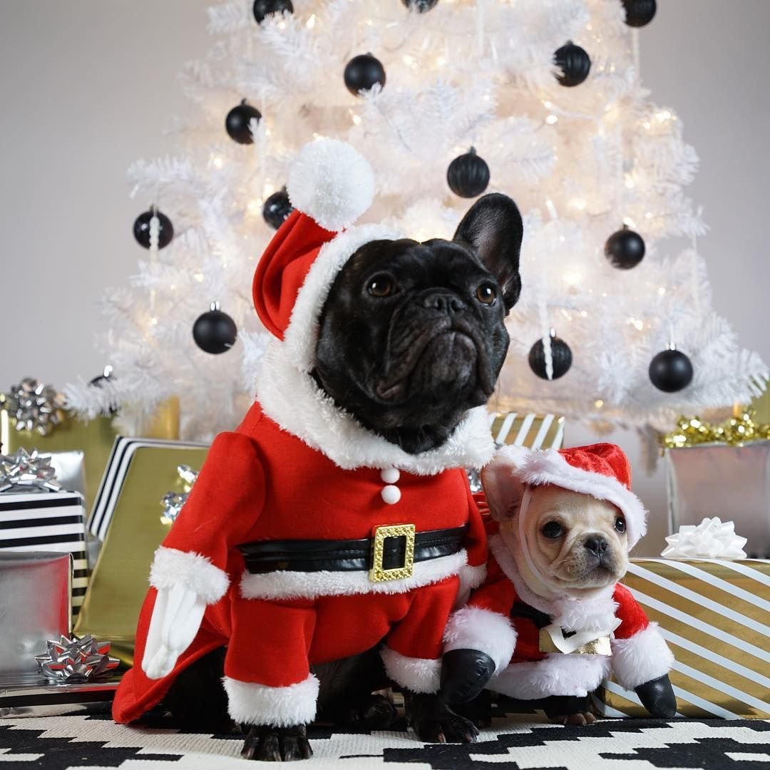 Бигль и французский бульдог