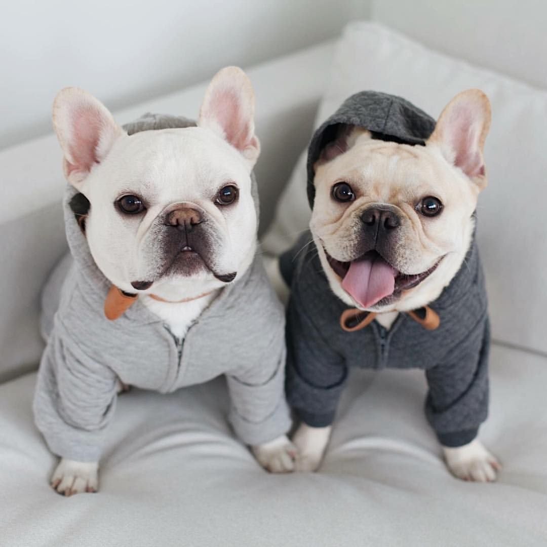 Пинчер с бульдогом