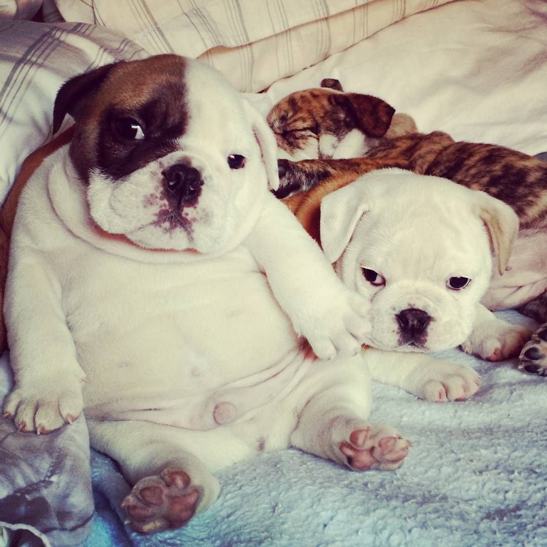 Pink французский бульдог